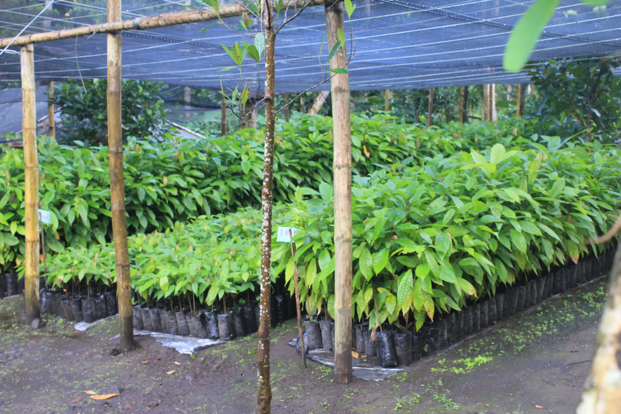 Example photo. Cocoa seedlings in polybags in a nursery. Photo: MarvinBikolano, CC BY-SA 4.0.