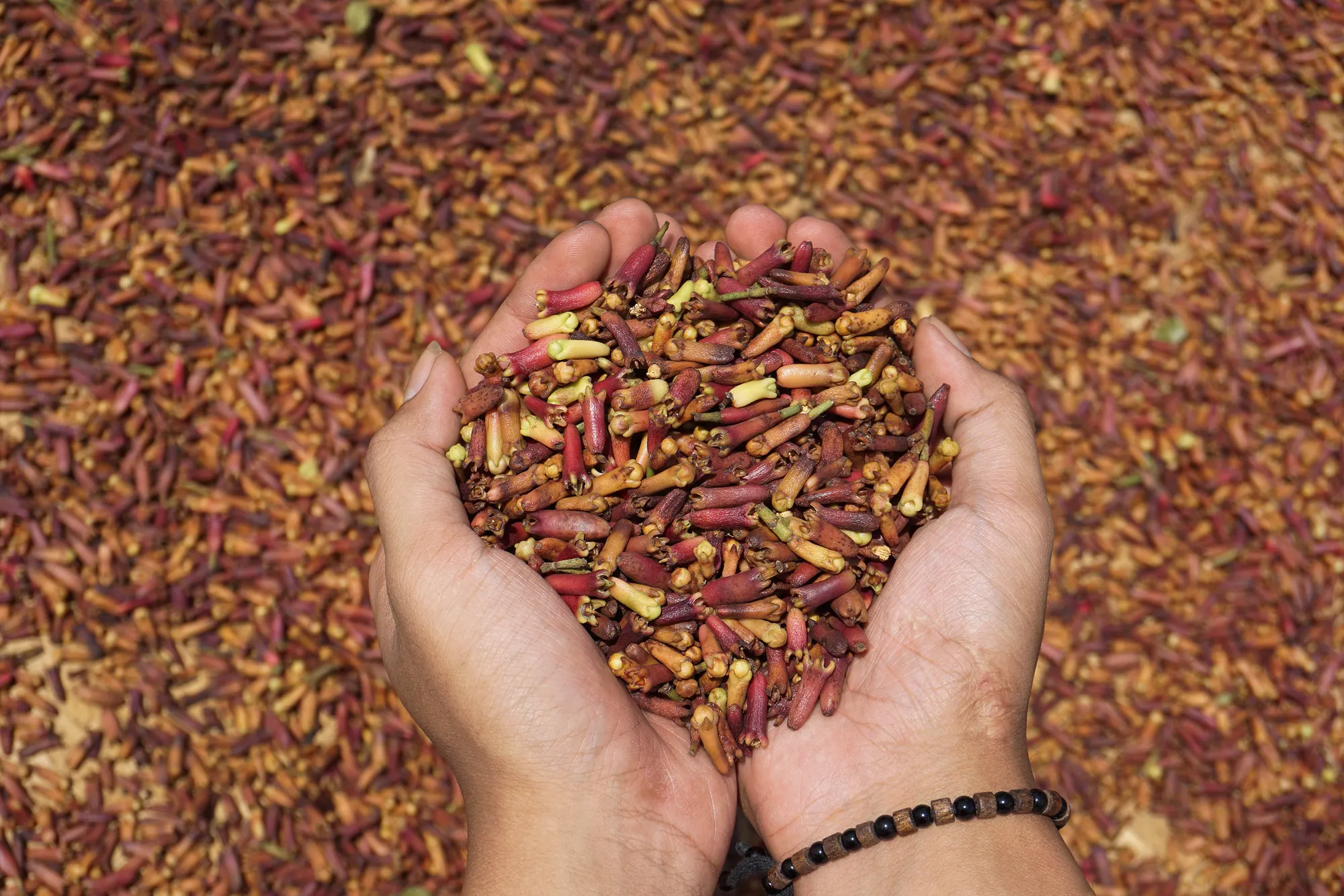 Example photo. Cloves drying in the sun. Photo: Herusutimbul, CC BY-SA 4.0.
