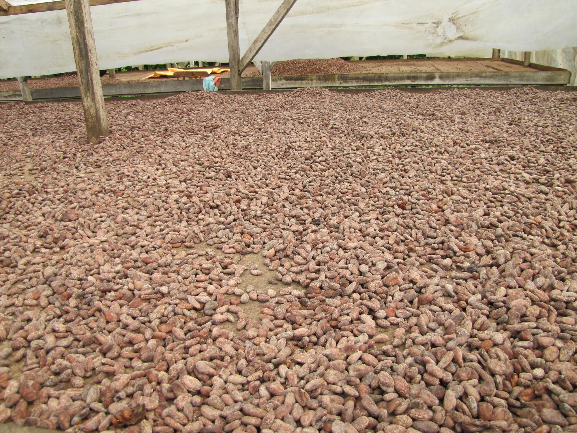 Example photo. Cocoa beans drying on raised racks. Photo: Chuck Moravec, CC BY 2.0.